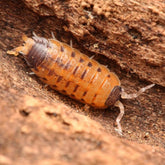 Porcellio vulcanius
